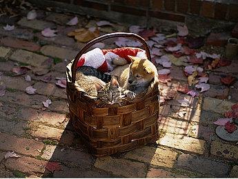 还有续作？索尼为《纳克》提交新商标